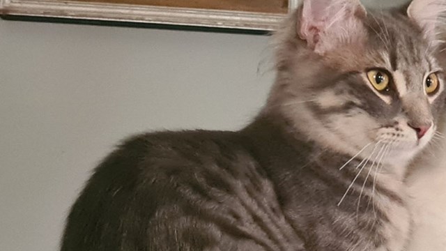 Χάθηκε γάτος γκρίζος από τη περιοχή της Ευαγγελίστριας