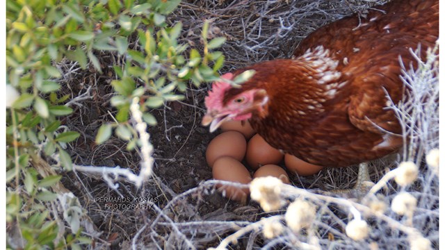 Τα αυγά ελευθέρας βοσκής "Παλαμάρης" από κότες που ζουν ελεύθερες στα κτήματα μας