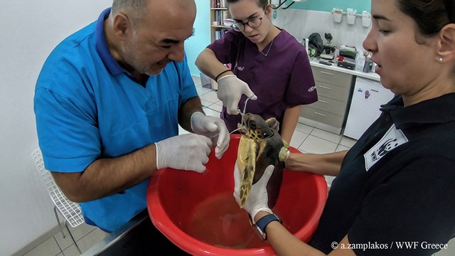 Περίθαλψη τραυματισμένης θαλάσσιας χελώνας στη Σύρο