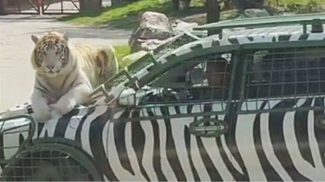 Τεμπέλα... τίγρης μετακινείται καθισμένη στο καπό αυτοκινήτου (video)