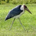 marabu marabou